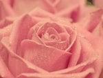 Pink rose