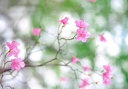 Pink flowers - branch, summer, spring, nature, pink, green, tree, flower, little