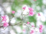 Pink flowers