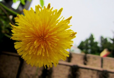 Lovely flower - lovely, beautiful, flower, yellow