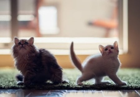 playing kitties