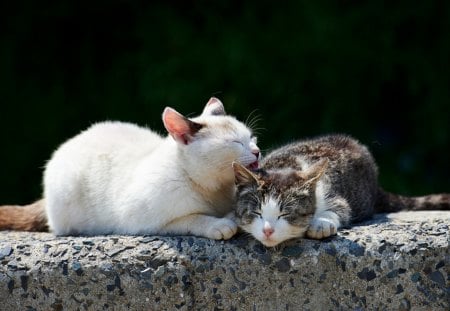 *** Friends *** - cats, animal, animals, friends, cat