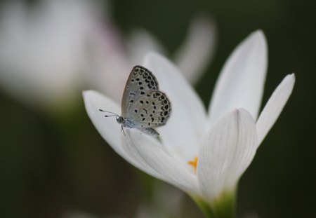 *** Butterfly *** - butterflies, animal, butterfly, animals