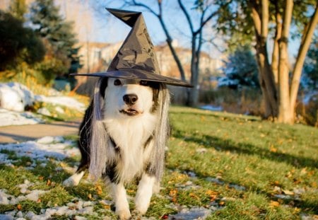 halloween - event, hat, dog, hallowen