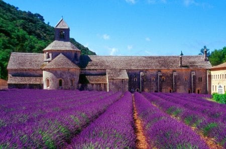 Tha lavender field at the Abbey of Senanque - summer, beautiful, provence, field, lavender, castle, nature, purple, meadow, pretty, fragrance, rows, sky, nice, scent, lovely, abbey