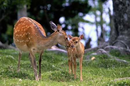 LOVE OF A MOM - love, natural scene, animals, baby animals, nature, forest, deers, grass, does, landscapes