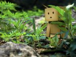 DANBO IN THE GRASS