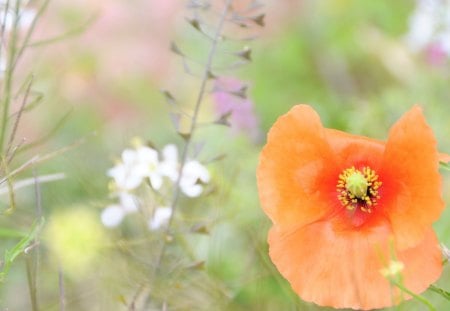 THE BEAUTY OF SOFTNESS - fields, white flowers, field flowers, soft, backgrounds, orange, grasses, flowers