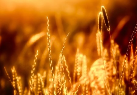 GOLDEN FIELD - GRASS, GOLDEN, NATURE, SUNRAYS, SUNLIGHT, SUN, GRASSES, LIGHT, FIELD