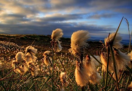 SUN DRENCHED FIELD OF COTTON - sky, cotton, sunlight, landscape, sun, coulds, field, windy, golden, grasses