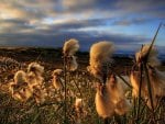 SUN DRENCHED FIELD OF COTTON