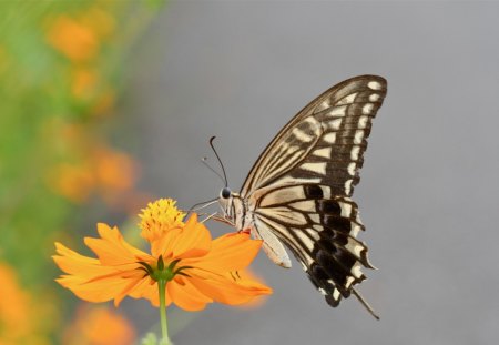 *** Simple beauty *** - animal, bugs, butterflies, butterfly, animals