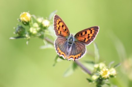 *** Butterfly *** - butterflies, animal, butterfly, animals