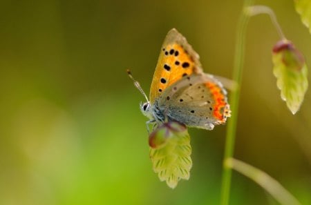 *** Butterfly *** - butterflie, animal, animals, bugs