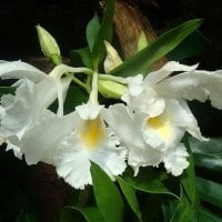 *** Orchids ***