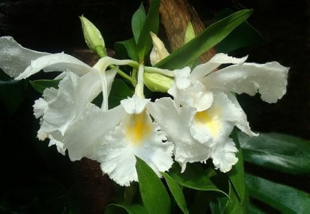 *** Orchids *** - white, nature, orchids, flowers