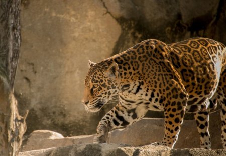 *** Jaguar *** - animal, animals, cats, waild