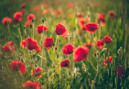 *** Field of Poppies *** - nature, field, flowers, poppies