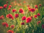 *** Field of Poppies ***