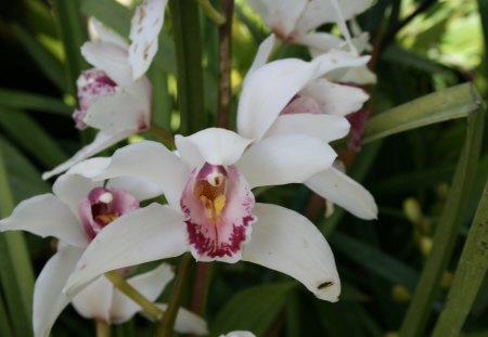 Beauty of flowers in Spring 24 - white, garden, purple, orchids, flowers, photography, green