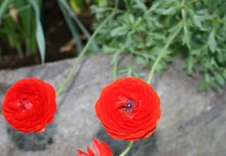 Beauty of flowers in Spring 25 - Flowers, garden, red, green, photography, Ranunculus