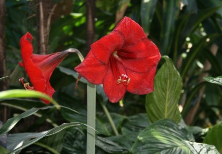 Beauty of flowers in Spring 26 - lily, red, photography, green, flowers, garden