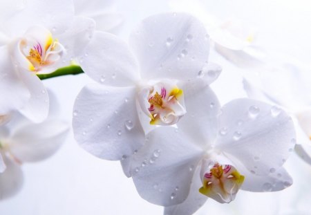 White Orchids - white, orchids, beautiful, flowers, water droplets