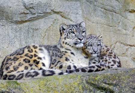 *** Snow leopards *** - leopard, waild, animals, snow, animal