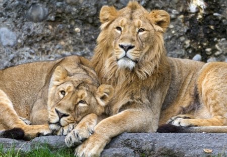 *** Lion family *** - cats, animal, animals, waild