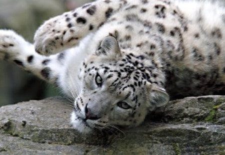 *** Snow leopard *** - cats, animal, aild, animals