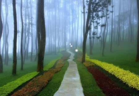 foggy morning - beauty, nature, morning, forest, tree, road, foggy