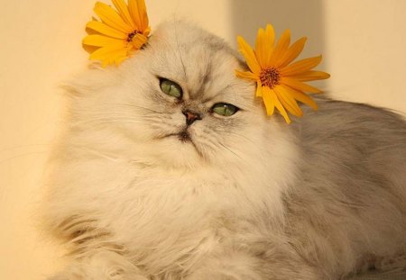 cute kitten - flowers, fluffy animal, cute, kitten