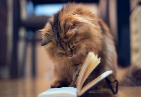 How To Catch A Mouse - cat, animals, cats, reading, book, other