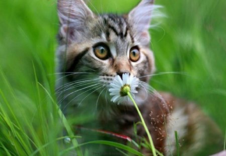 Precious One - animals, cats, grass, kitten, flower