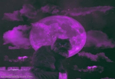 Purple Dreams - moon, abstract, cat, animal, fantasy