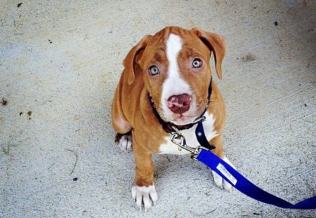 Thor - pit bull, adorable, puppy, paws