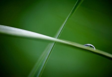 â€¢Dropâ€¢ - raindrops, photography, wallpaper, dew, rein, hd, nature, macro, green, grass, drops, dewsrops