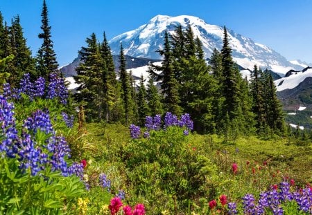 Mountain wildflowers - nice, sky, slope, freshness, trees, fragrance, colorful, amazing, pretty, scent, snowy, grass, lupin, fresh, mountain, summer, lovely, peaks, nature, beautiful, flowers, wildflowers