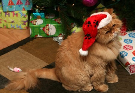 A christmas cat - christmas, persian, gifts, tree, cat