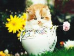 A kitten in a teapot