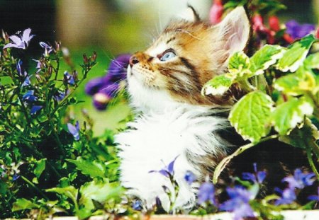 A kitten with flowers - paws, flowers, cute, calico, kitten