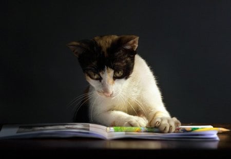 A kitten reading a book