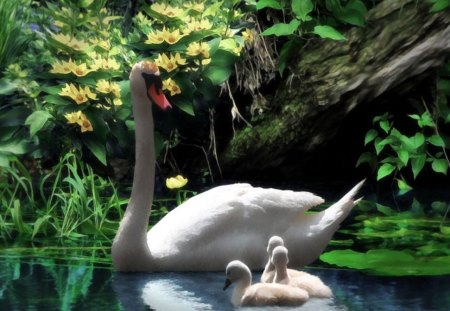 Swan Family - plants, woter, sweet, pond