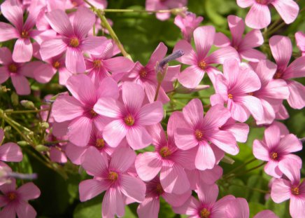 Pink Spring - flowers, spring, pink, wildflower