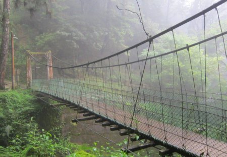  Misty Suspension bridge - heavy fog, forest, mountain, suspension bridge, rain, tree