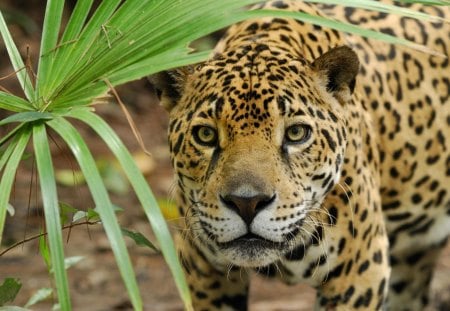 *** Waild cat *** - cat, animals, animal wild, jaguar