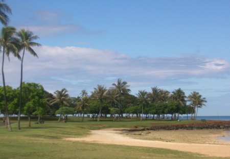 Ala Moana Beach Park - beach, ala moana, park, hawaii, oahu, monkey pod, palmtree, island, tree