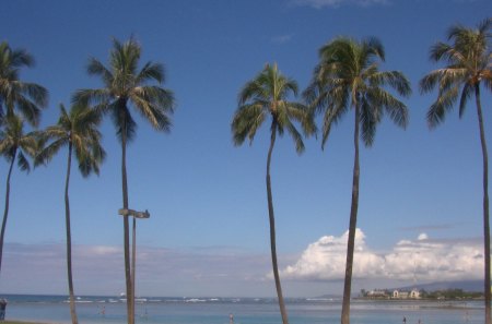 Ala Moana Beach Park - palmtree, sky, ocean, ala moana, island, park, hawaii, oahu