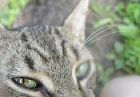 Artful look - macro, cat, grey, eyes