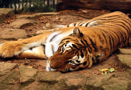 Tiger - jungle, animal, Tiger, forest